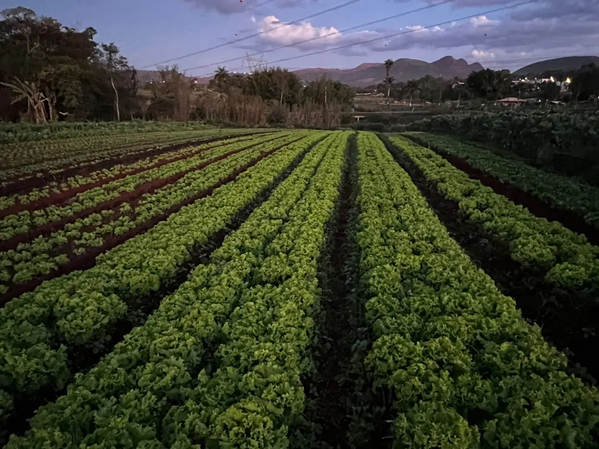 Plantação de alfaces em Mário Campos