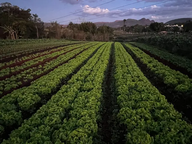 Canteiros de alfaces ao entardecer