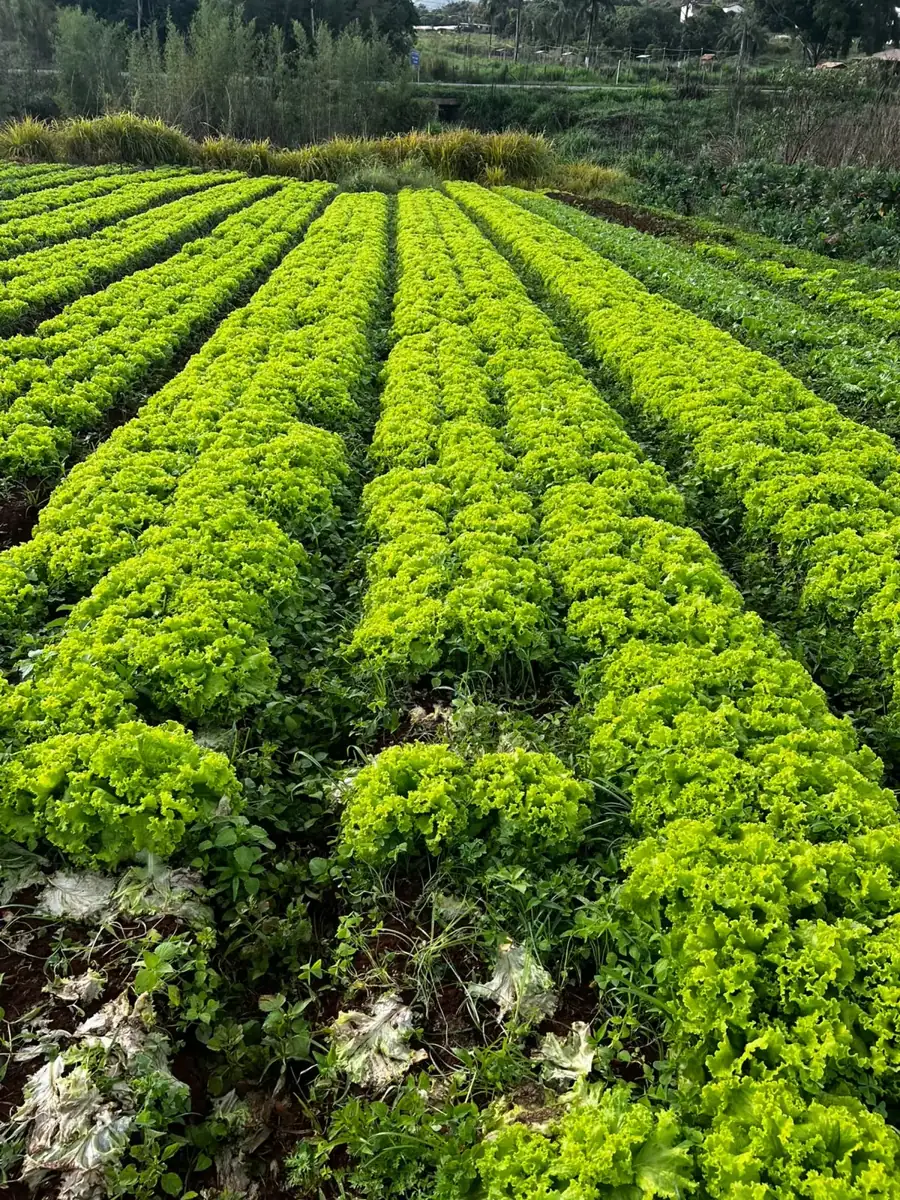 Canteiros de alfaces fotografados pela Verduras RP