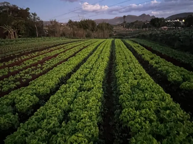 Fileiras de alfaces com montanhas ao fundo