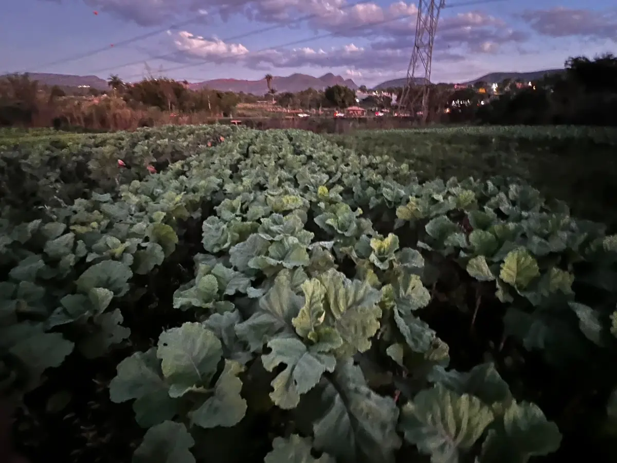 Plantação de couve fotografada pela Verduras RP